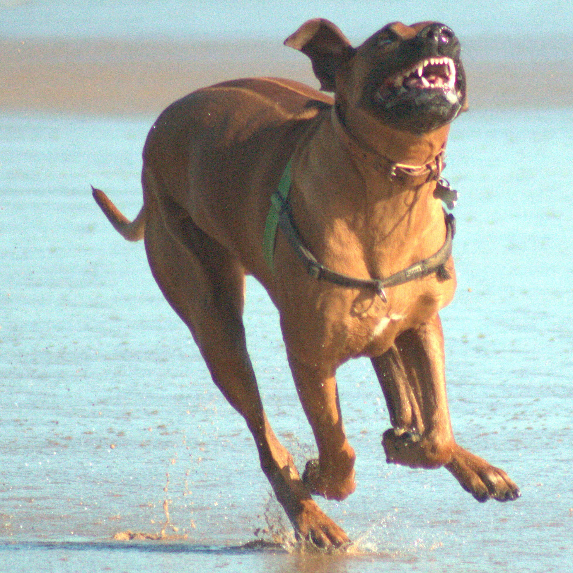 Ridgeback running in the ocean