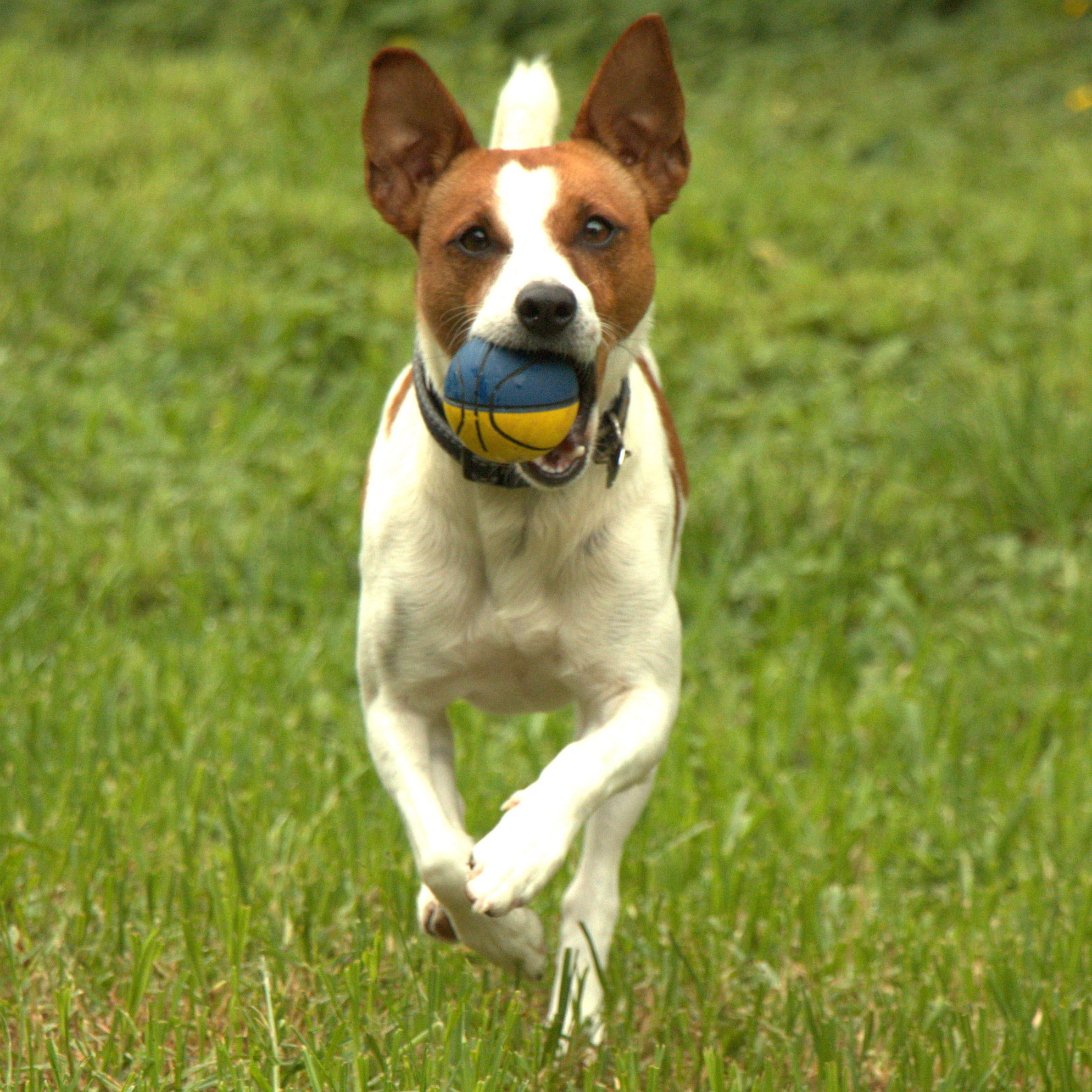 Jack russell with ball running in the garden