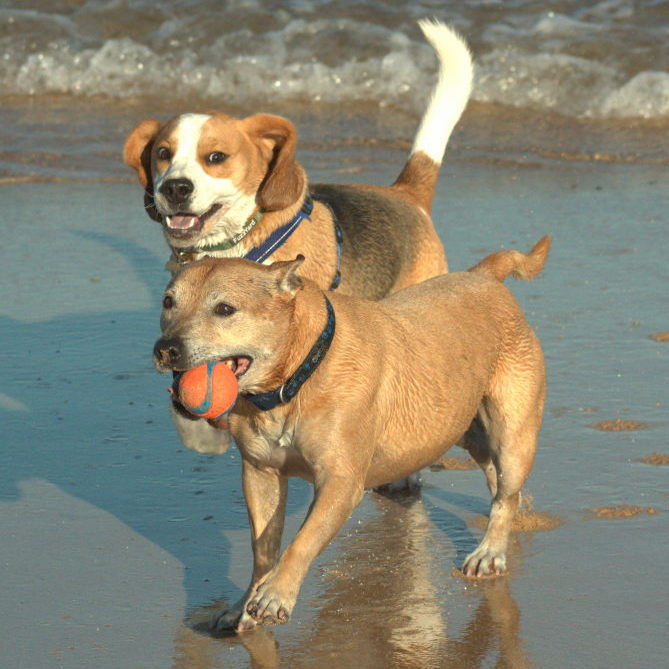 Staffie and Beagle playing on the beach
